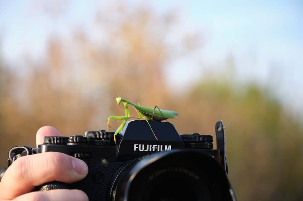 praying mantis, insect, camera-6744328.jpg